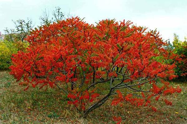 sumac dans le jardin d'automne