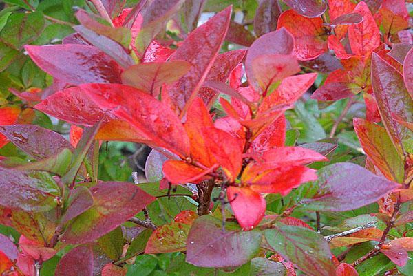 feuillage d'automne de myrtille