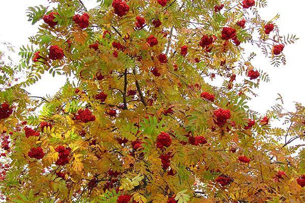 feuillage élégant en automne