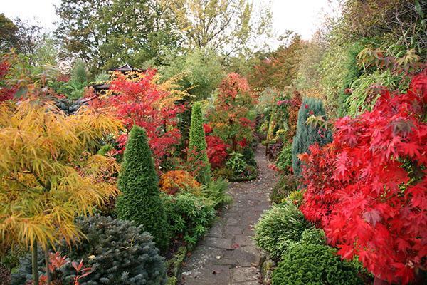 colores brillantes del jardín de otoño