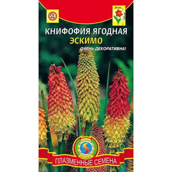 paleta de baya knifofiya