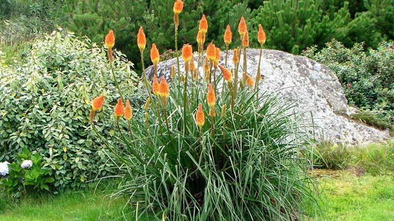 hierba perenne