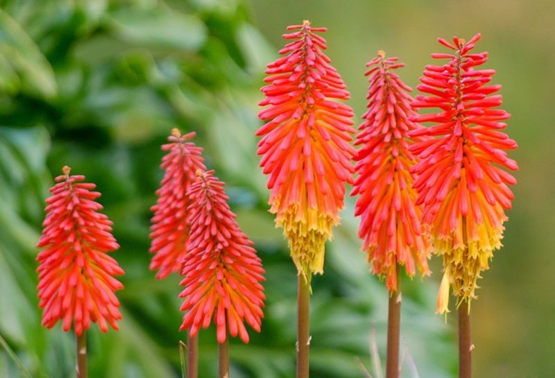 floraison lumineuse de knifofia aux baies