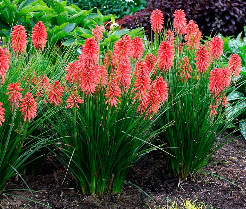 cultivo de knifofia