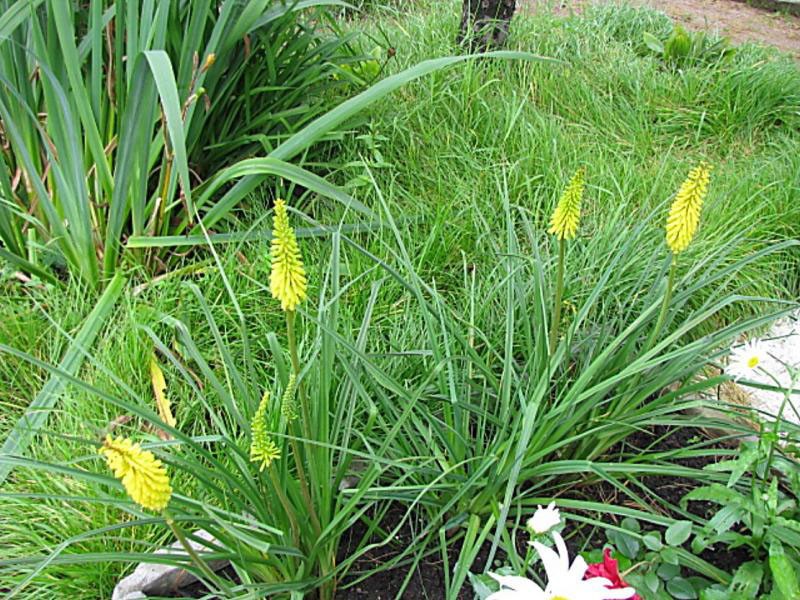 knifofia dans le parterre de fleurs