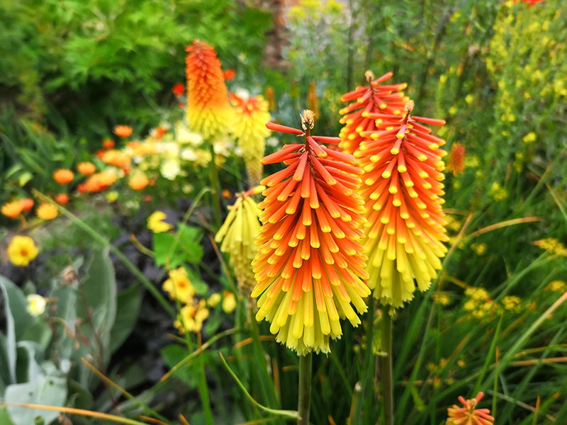 Knifofia florece