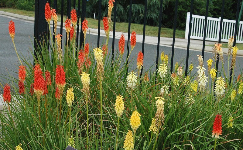 longue floraison lumineuse