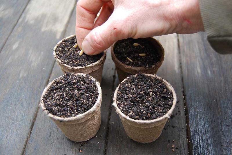 planter des graines de concombre