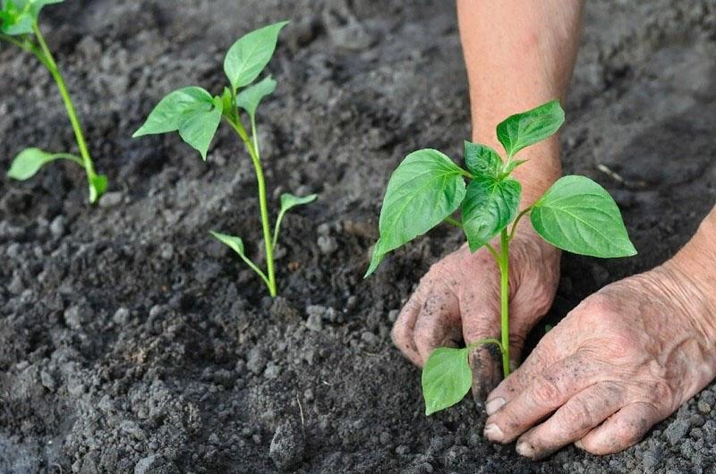 plantando pimiento en campo abierto