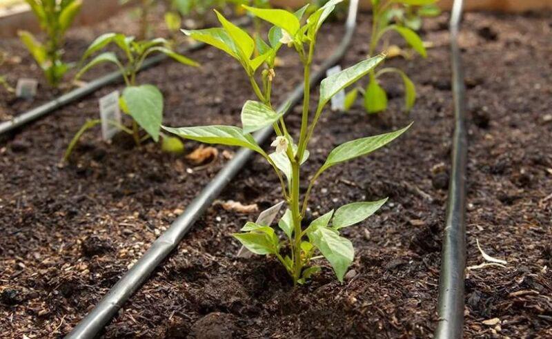 sistema de riego para plantar pimiento dulce