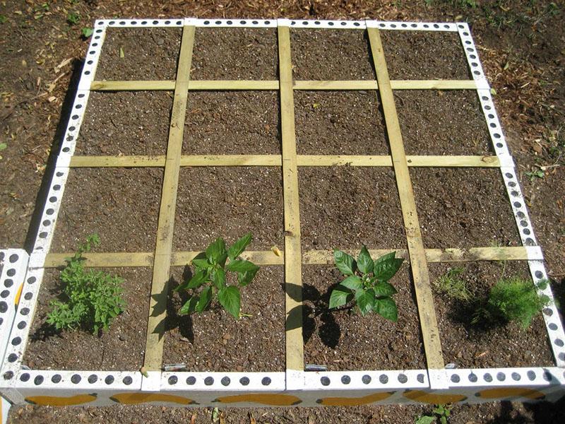 esquema de plantación de pimiento dulce