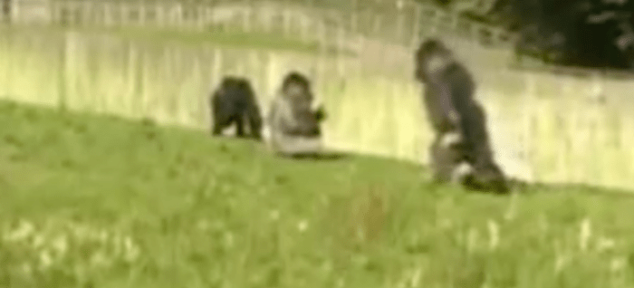 Phil Ridges, vedoucí gorilské rezervace Port Lympne, řekl: „Všechny gorily mají schopnost do určité míry stát vzpřímeně, i když se často rozhodnou ne, ale Ambam a jeho sestra mají zvláštní talent ve stoje a chůzi zcela vzpřímeně. dvě nohy. & apos; Mluvčí parku dále uvedl, že „Ambamovu chůzi vzpřímeně vystavuje také jeho sestra Tamba a její dvouletý syn Kabale,“