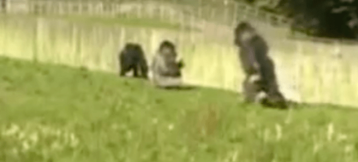 Foto via aspinallfoundationPhil Ridges, Leiter des Gorillareservats Port Lympne, sagte: 'Alle Gorillas haben die Fähigkeit, bis zu einem gewissen Grad aufrecht zu stehen, obwohl sie sich oft dagegen entscheiden, aber Ambam und seine Schwester haben ein besonderes Talent darin, vollständig aufrecht zu stehen und zu gehen zwei Beine.' Ein Parksprecher sagte weiter: „Ambams Praxis des aufrechten Gehens wird auch von seiner Schwester Tamba und ihrem zweijährigen Sohn Kabale gezeigt.“