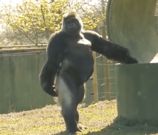 Foto via aspinallfoundationDie genaue Zahl der Westlichen Flachlandgorillas ist unklar, da sie einige der dichtesten und abgelegensten Regenwälder Afrikas bewohnen. Wildtierexperten sagen jedoch, dass ihre Zahl aufgrund von Wilderei und Krankheiten (insbesondere der durch Ebola verursachten Sterblichkeit) in den letzten 20 bis 25 Jahren um mehr als 60 Prozent zurückgegangen ist.VIDEO IST NÄCHSTER!