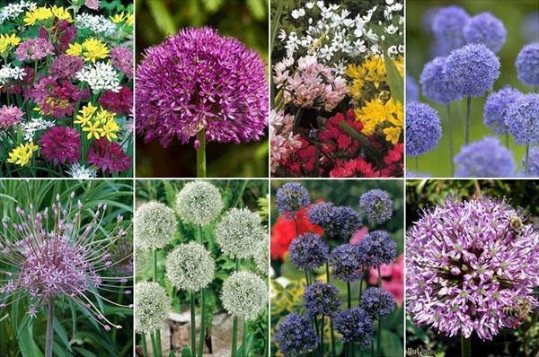 types d'allium