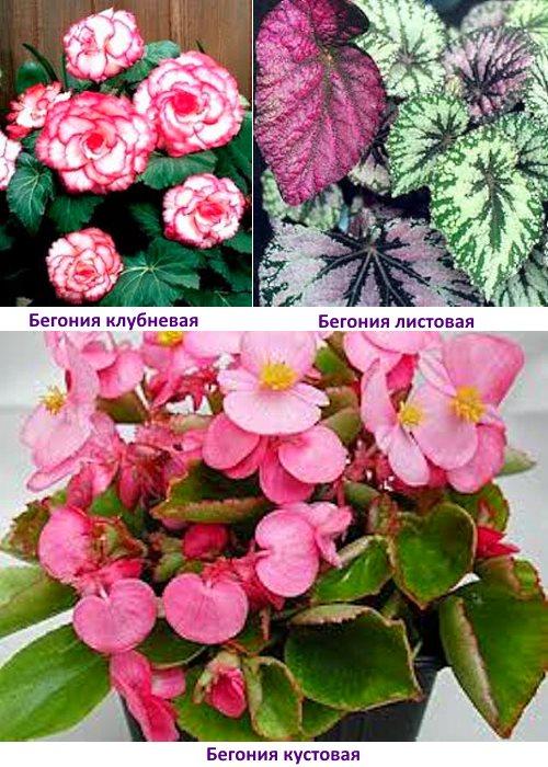 tipos de begonias fotos y nombres