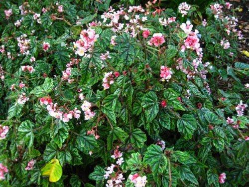 begonia de arbusto