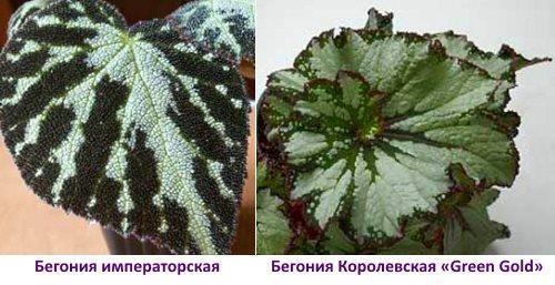 Begonias imperiales y reales
