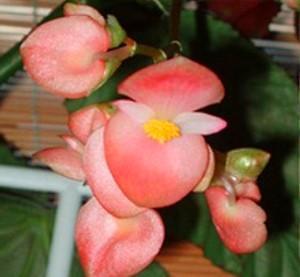 begonias