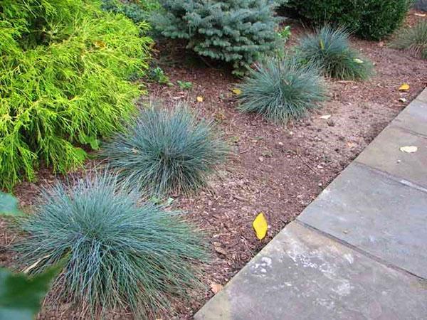 festuca azul