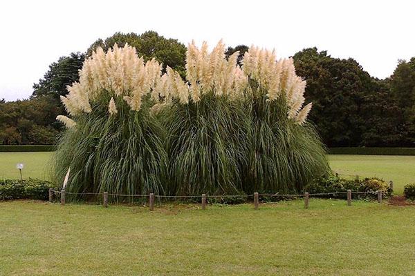 cortaderia