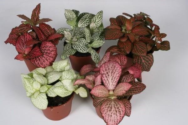 tipos de fittonia