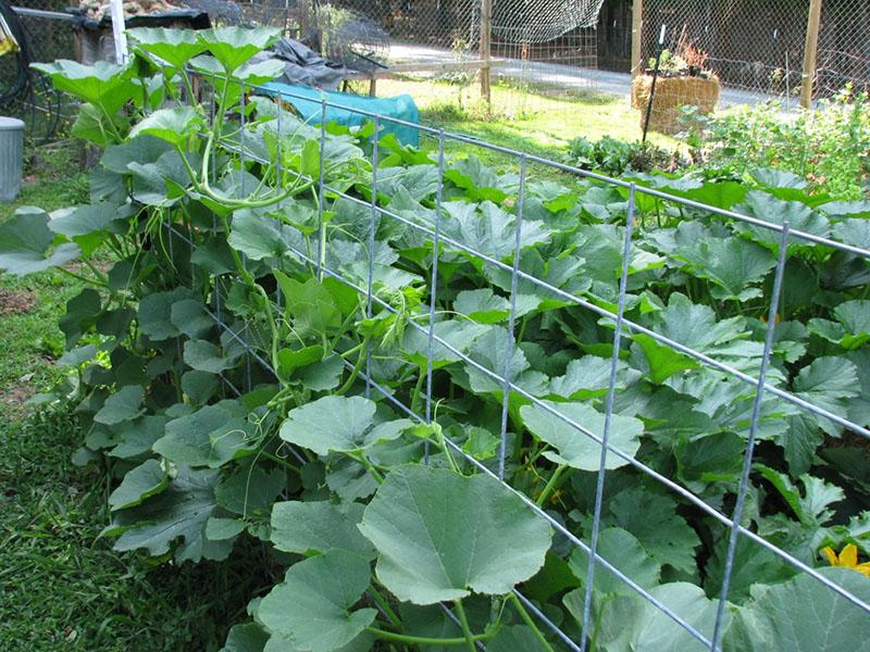 enrejado de malla de plástico para pepinos