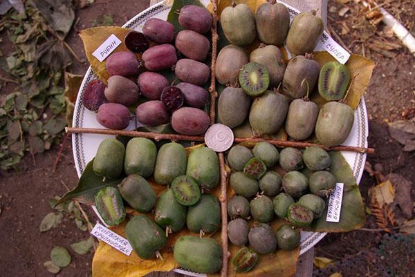 frutos de actinidia de diferentes variedades