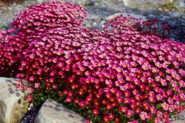 saxifrage rojo carmín