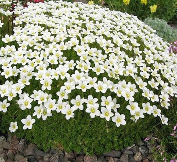 alfombra blanca de grado