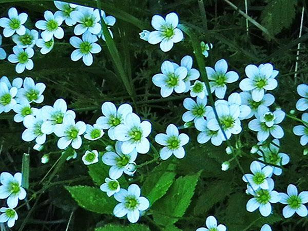 Saxifrage ascendente