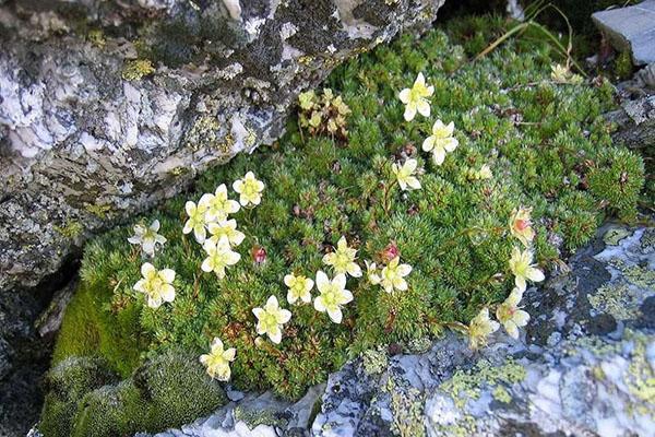 saxifraga briófita