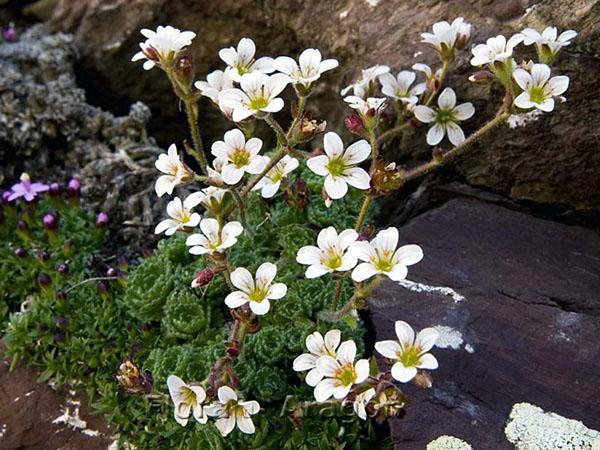 Saxífraga paniculata