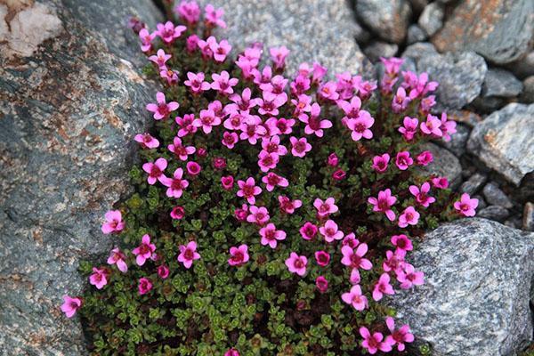 Saxifrage de hojas opuestas