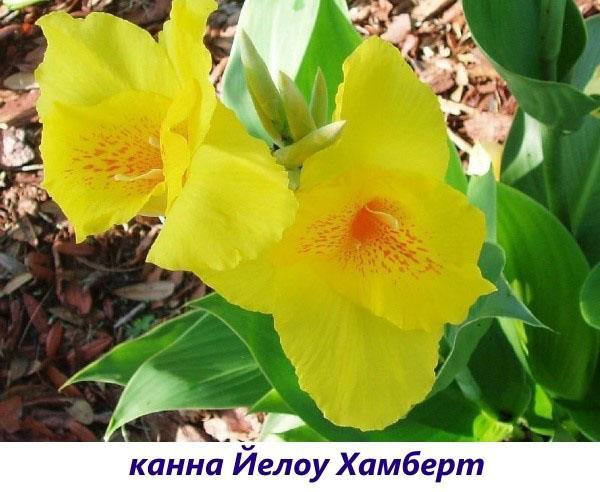 canna amarillo humbert