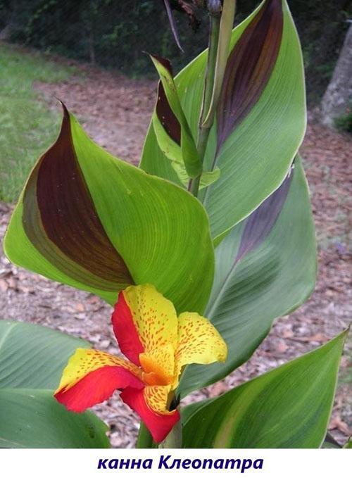 canna cleopatra