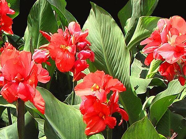 cannes de flores pequeñas