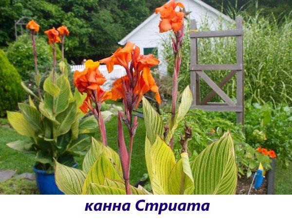 canna striata