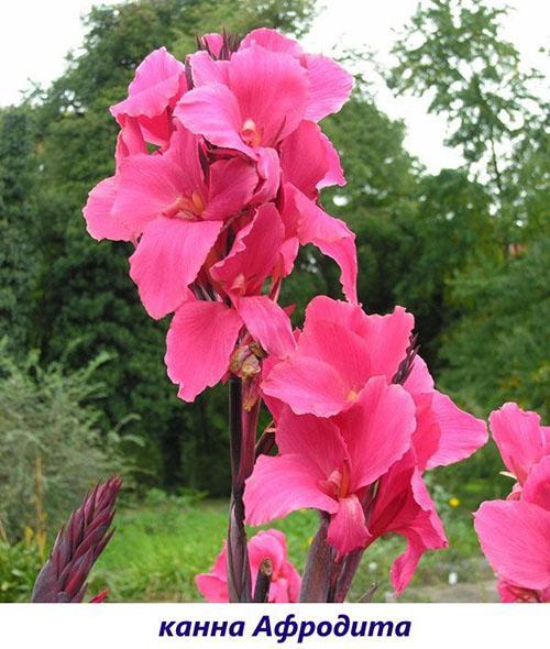 afrodita canna