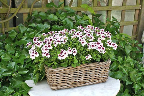 Pelargonium Angels de la variedad Mosquitaway Lizzy