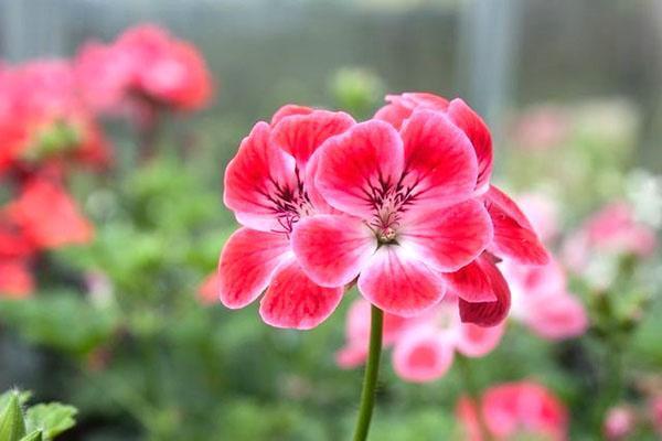 Variedad de pelargonio Paton's Unique