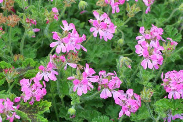 Una variedad de geranio rosa Capricornio perfumado