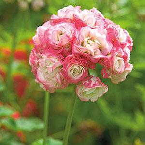 Capullo de rosa de flor de manzano de geranio de interior