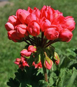 Pelargonium de interior Patricia Andrea