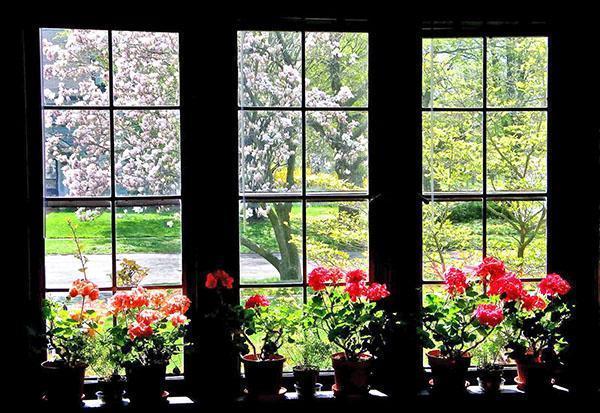 Geranios de interior en la ventana.