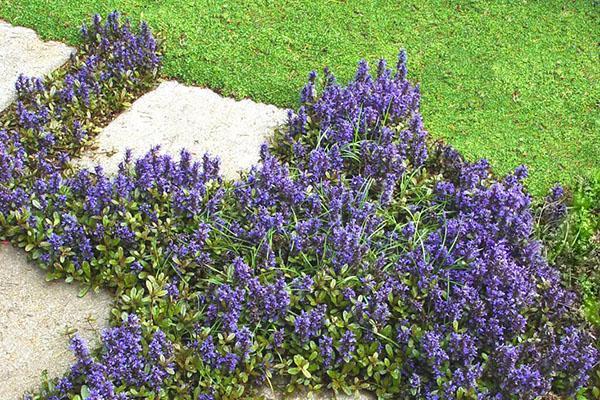 arrastrándose tenazmente en su cabaña de verano