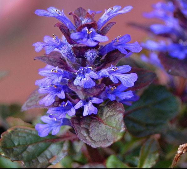 floración de la tenaz arrastrándose