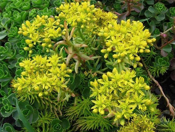 sedum híbrido