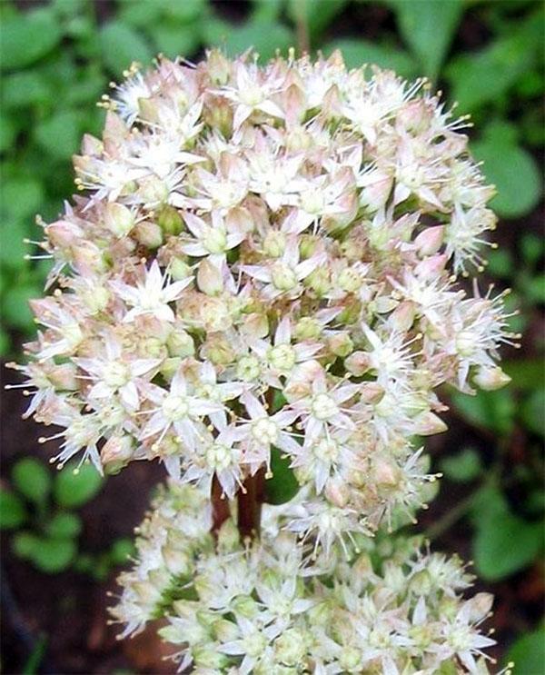 sedum caucásico