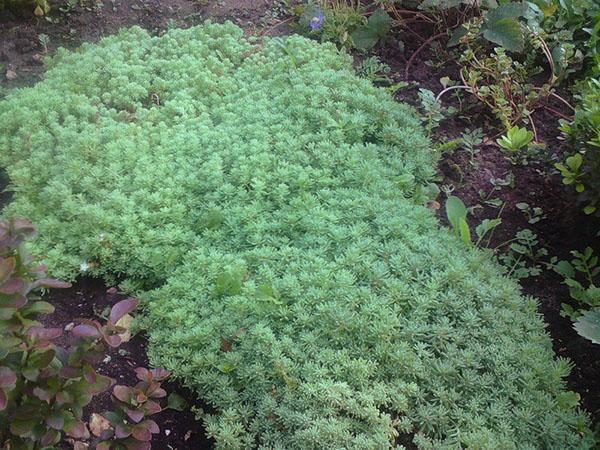 Sedum español